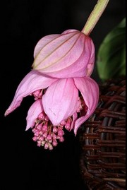 fleurs-by-duong-phuong-linh
